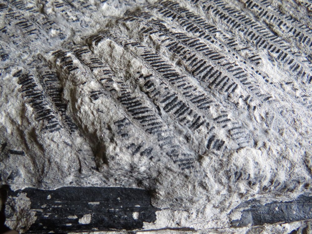 pinnules de fougère (2).JPG