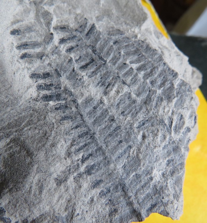 pinnules de fougère (1).JPG