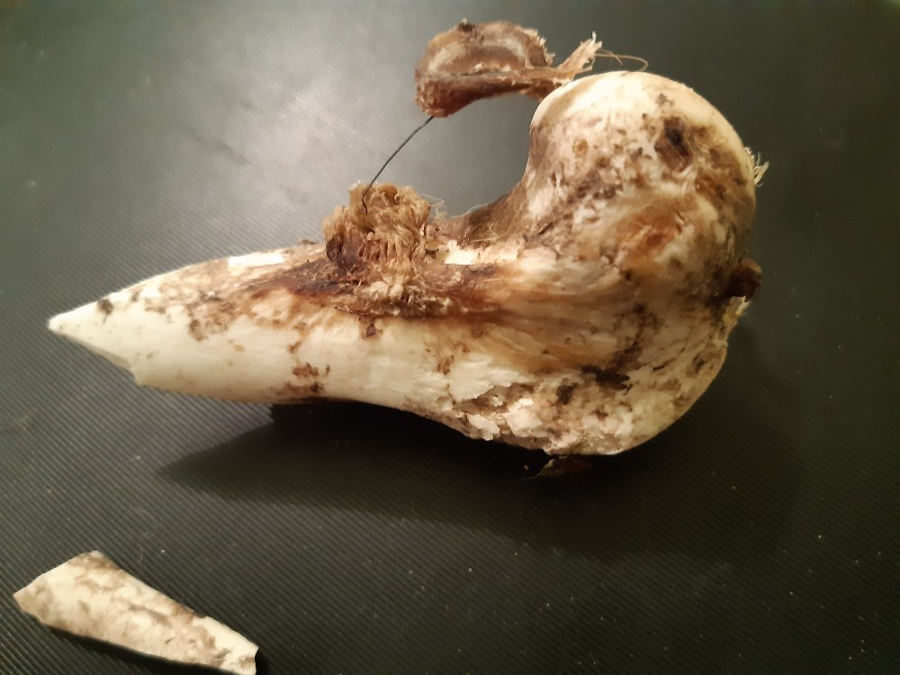 20201030_175110 (3).jpg