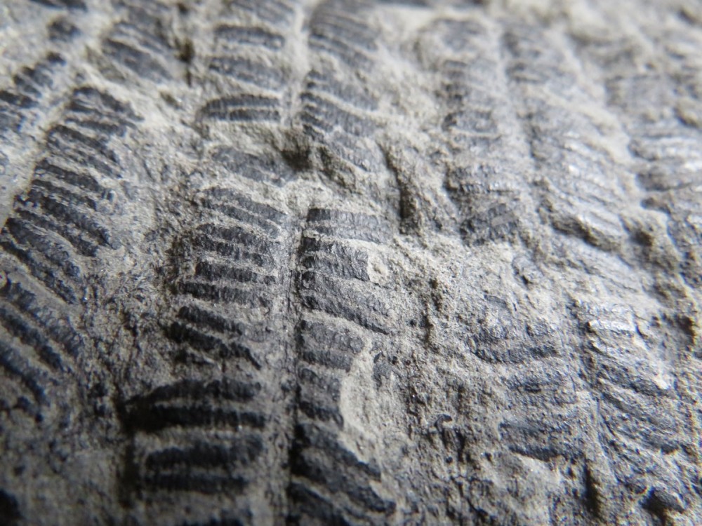 pinnules de fougère (5).JPG