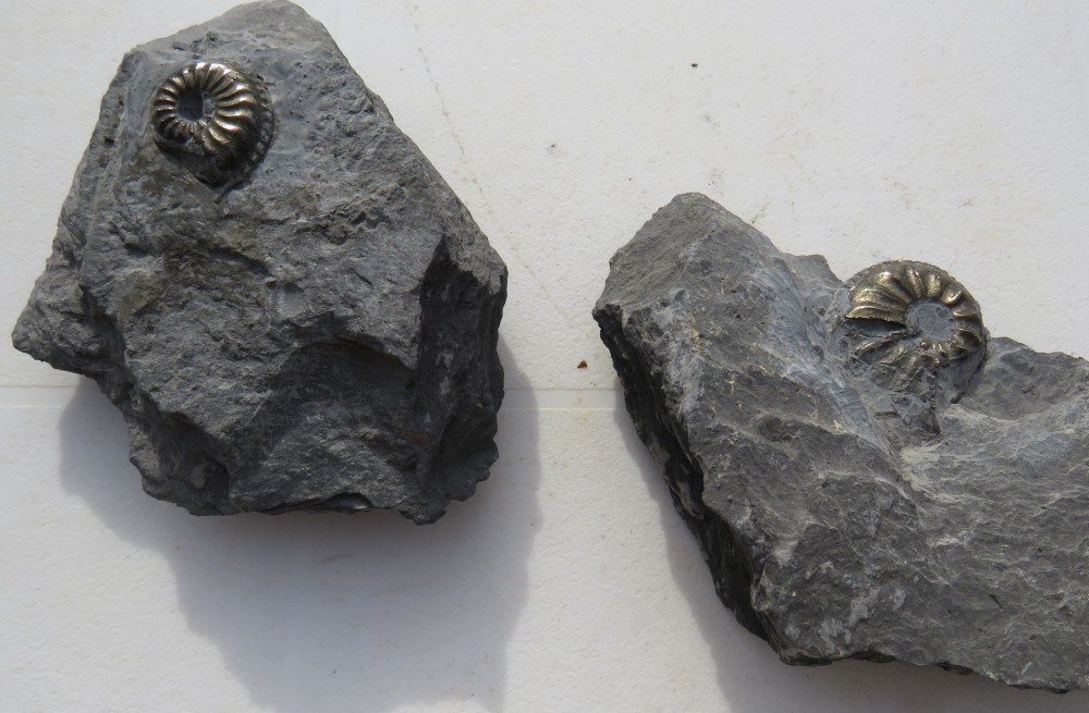 ammonites pyritées 2 et 3 cm.JPG