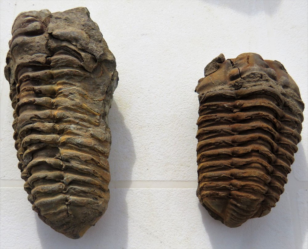 TRILO 10.5cm et 8cm.JPG