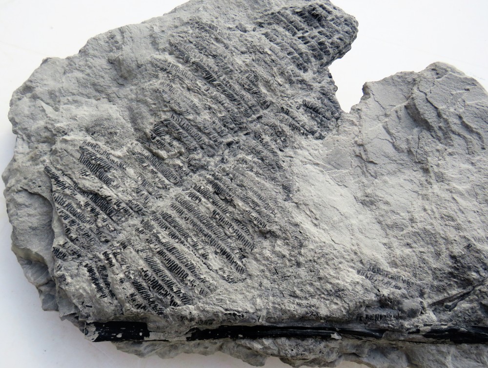 FOUGERE DU CARBONIFERE PECOPTERIS (1) 46 X 33 cm.JPG