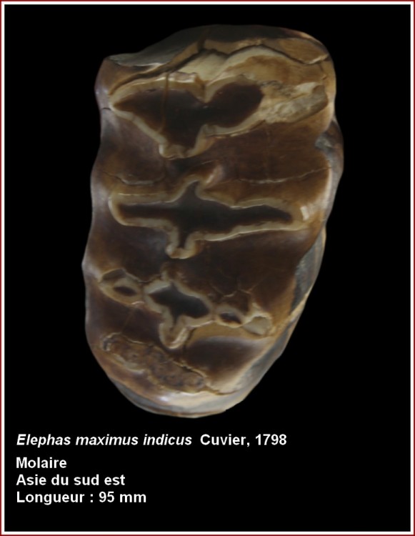 dent_elephas_indicus.jpg