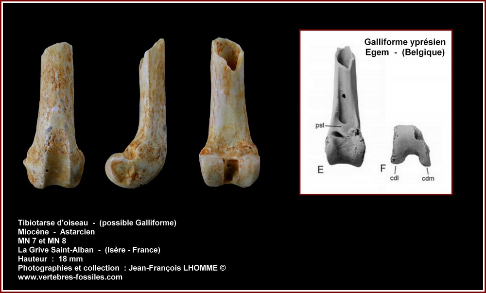 pl_tibiotarse_oiseau_lgsa.jpg