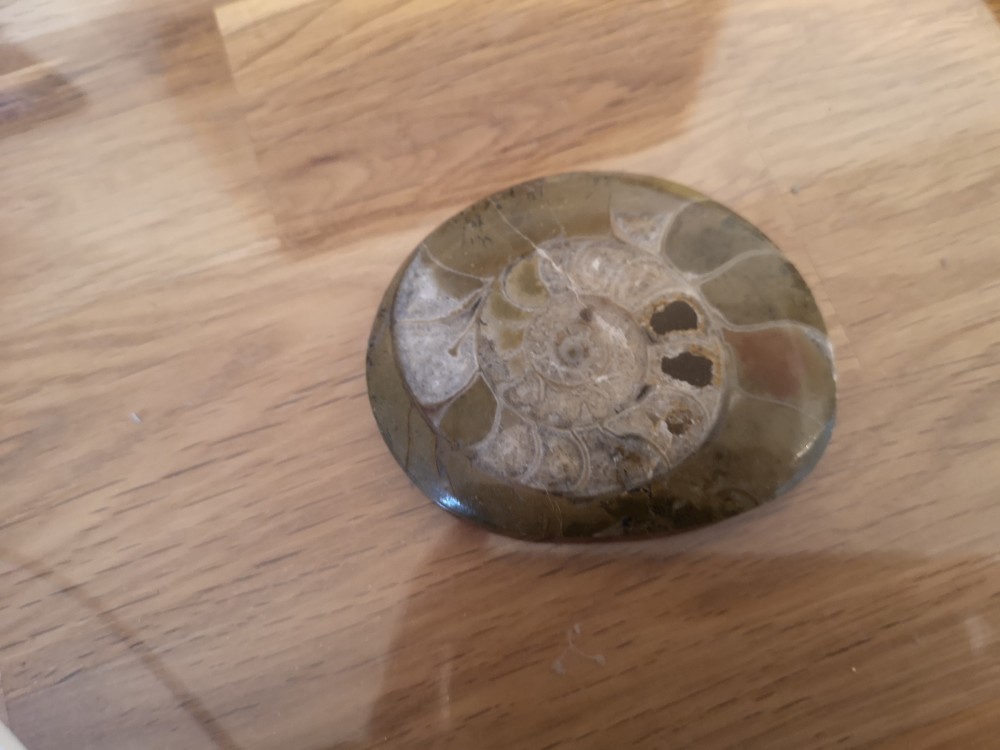 opelia ou clymenie.jpg