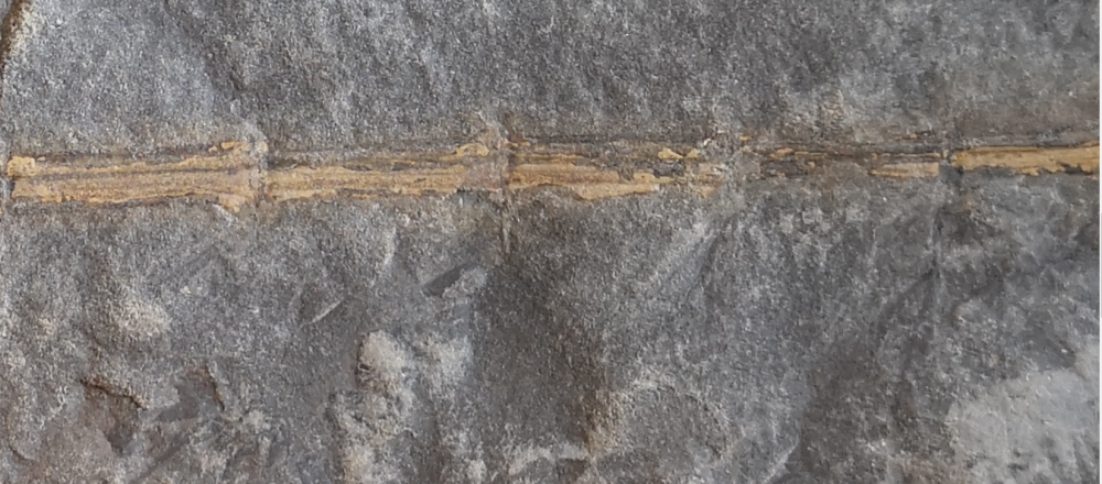 Capture calamite 2.PNG