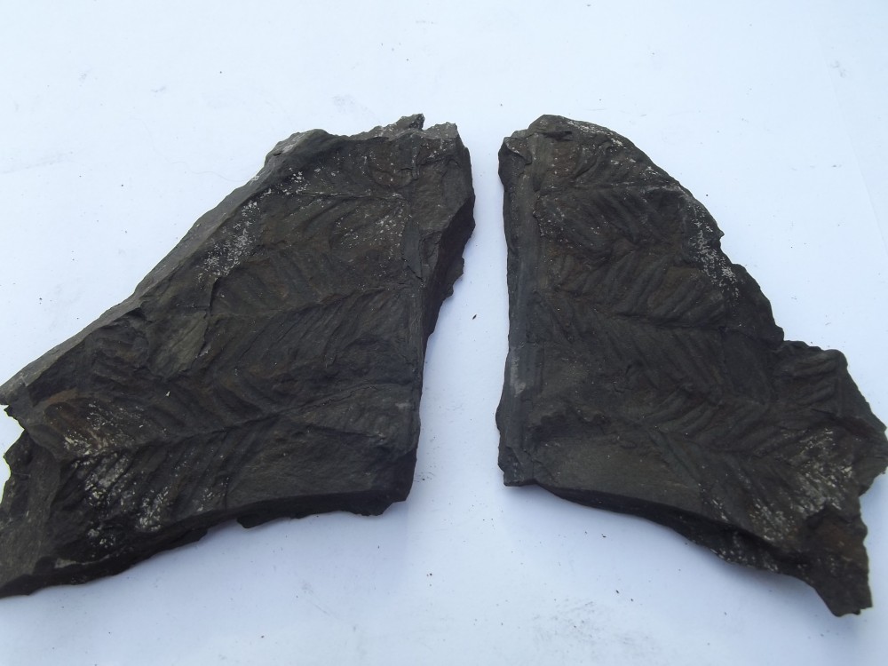 21 et 22 fougère (empreinte et contre empreinte).JPG