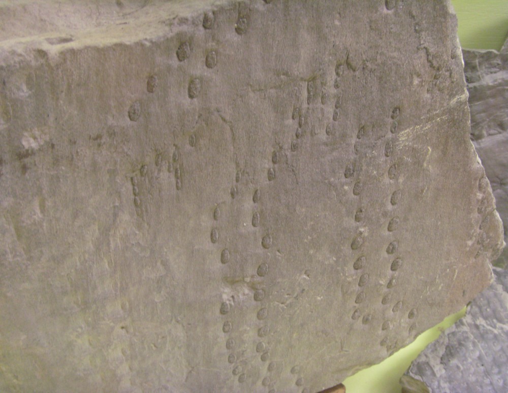 Sigillaire  décortication.JPG