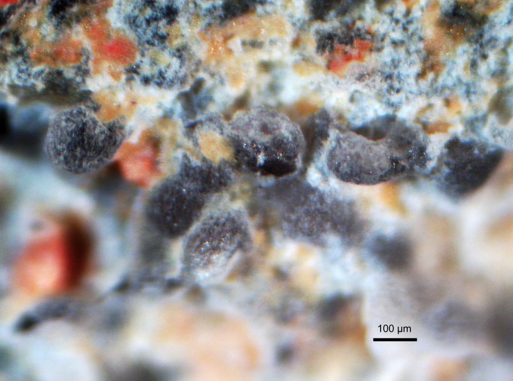 148149094_XPaleoproterozoic_microfossils_Francevillebasin_Gabon_1.thumb.jpg.a8bc15c51800485d5f3bd36b9d7e1426.jpg
