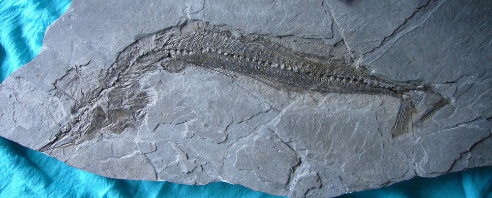 homorhynchus 05.JPG