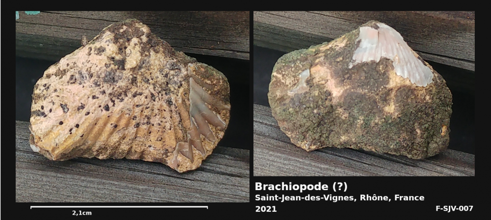 brachiopode.thumb.png.0674cc6afddae97a77e1cd8c41c739f0.png