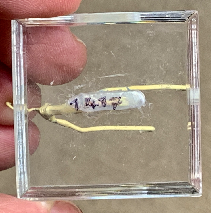 Capture d’écran 2021-03-19 à 00.03.19.png