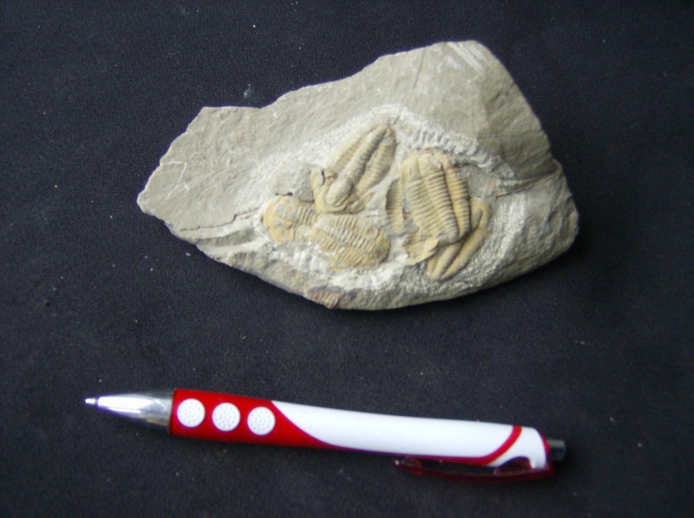 Bloc indeterminé de 5 pièces ERFOUD 14 X 9 cm (1).JPG