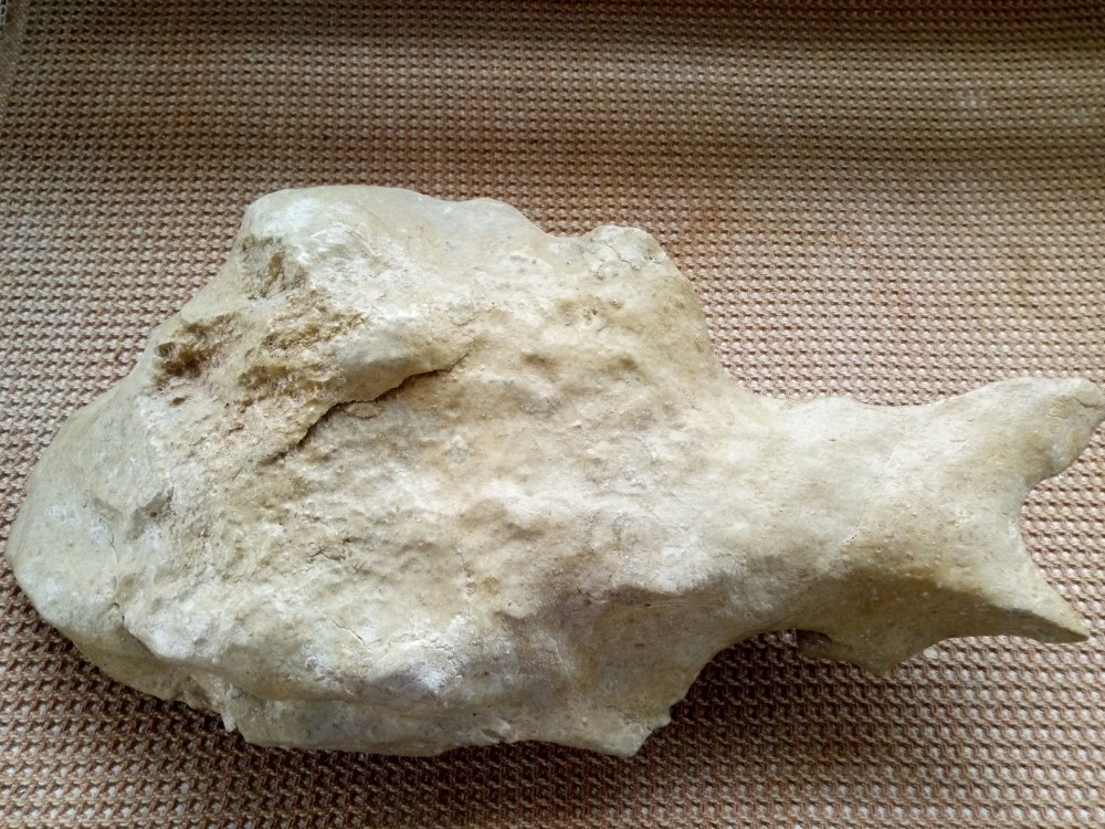 Fossile 2003-04-26 Barre de Cuers (1).jpg