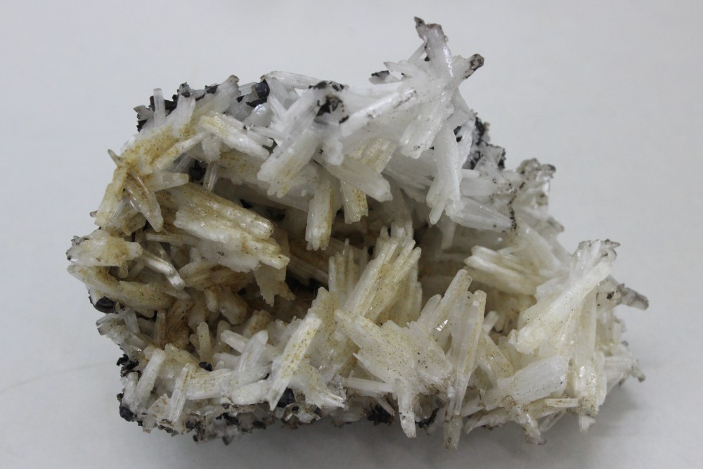 IMG_6816 (2) 6x4.5cm.JPG