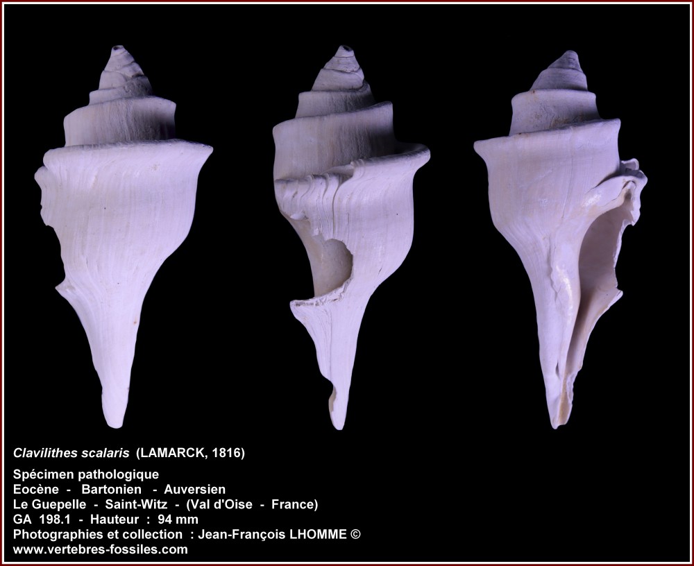 pl_clavilithes_patho_guepelle.jpg