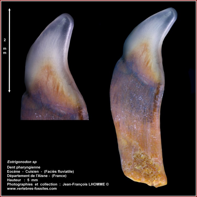 pl_eotrigonodon_aisne.jpg