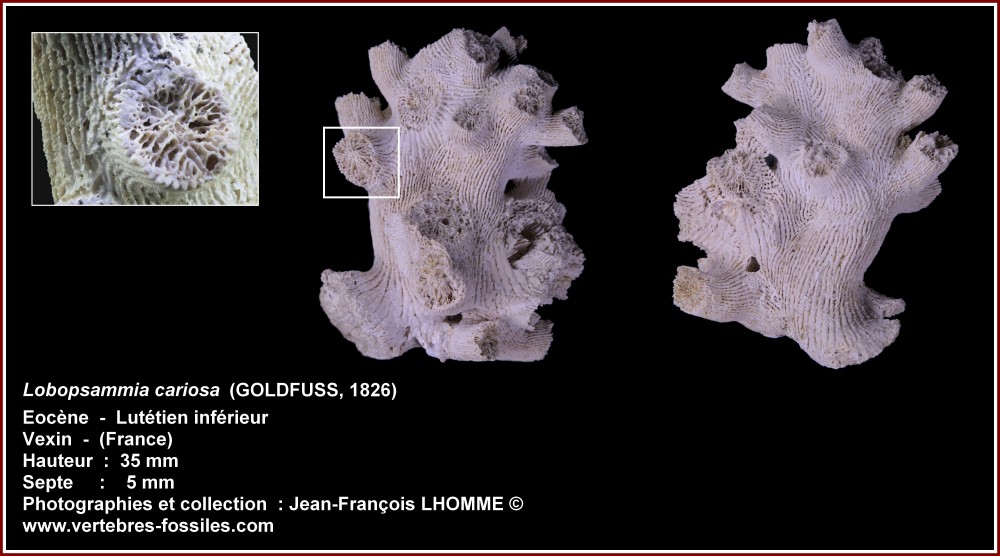 pl_lobopsammia_cariosa_vexin.jpg