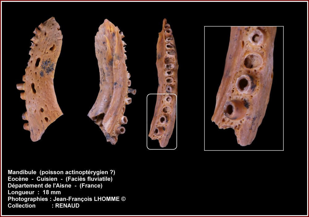 pl_mandibule_poisson_aisne_renaud.jpg