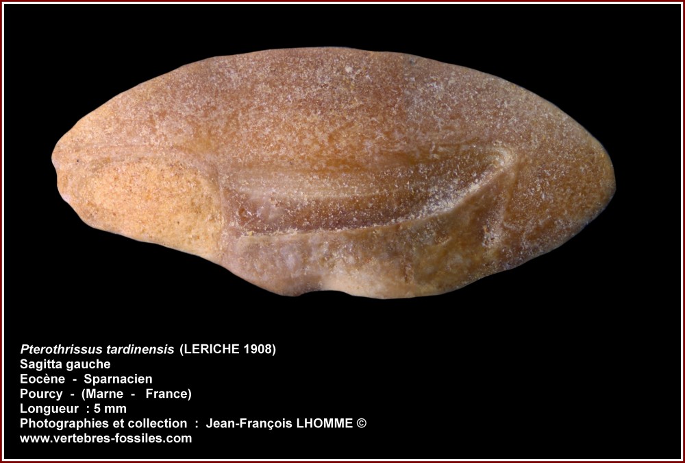 pl_pterothrissus _tardinensis_pourcy.jpg