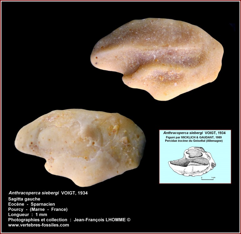 pl_anthracoperca_siebergi_pourcy.jpg