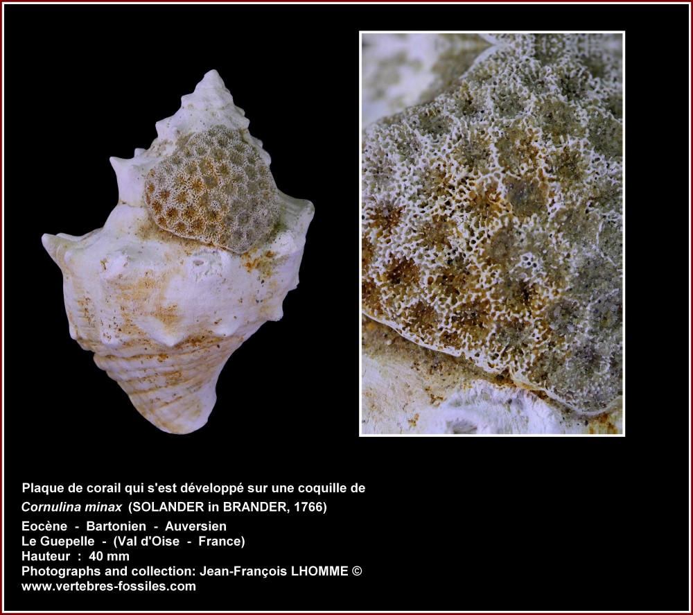 pl_cornulina_minax_corail_guepelle2.jpg