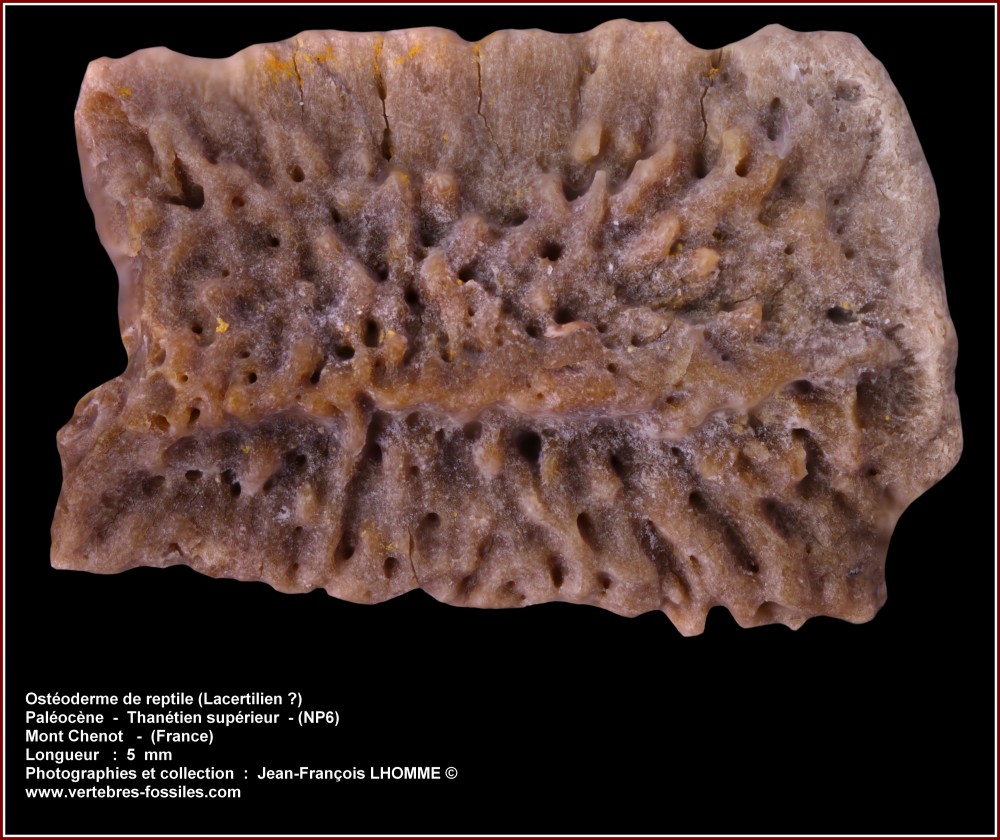 pl_osteoderme_lacertilien_montchenotb.jpg