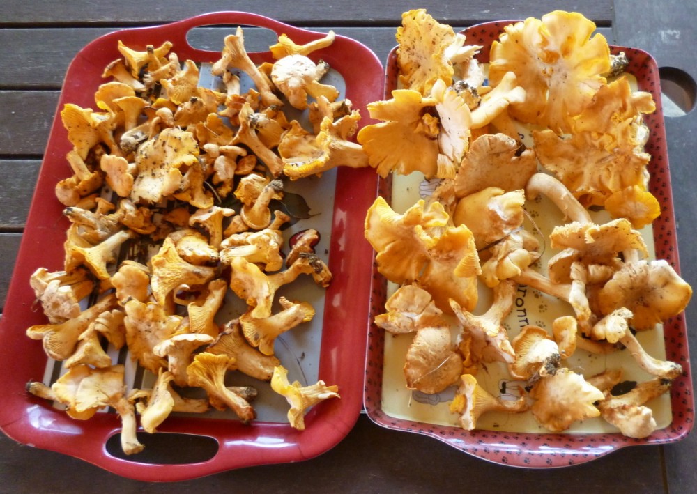 girolles 25.06.JPG