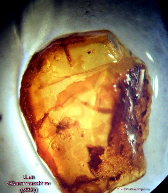 DSCF6590 La Garnache 3.jpg