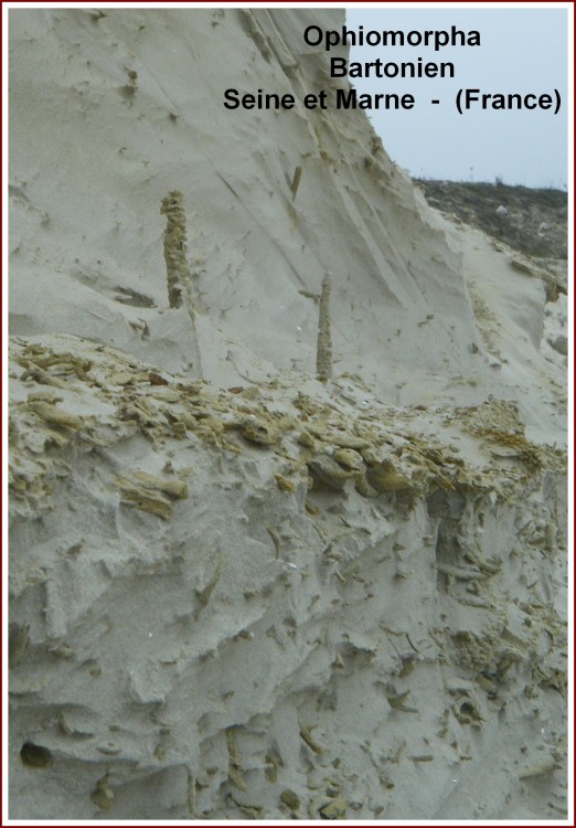 ophiomorpha_bartonien_bp4.jpg