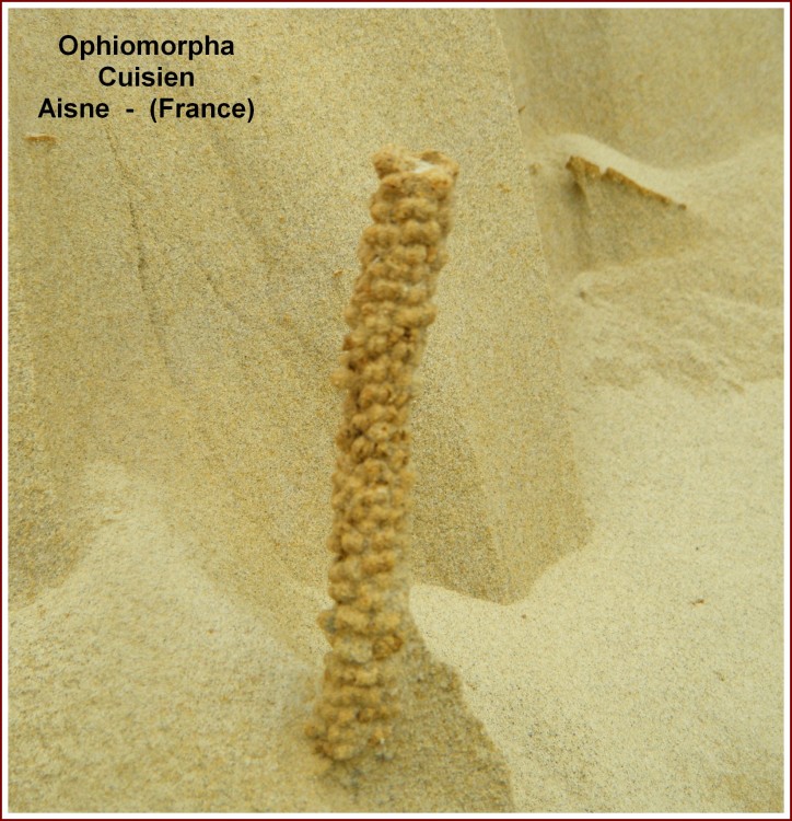 ophiomorpha_cuisien_bp.jpg