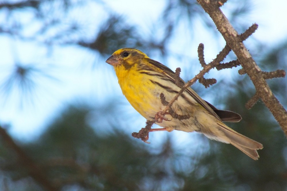 serin.thumb.JPG.c8fe7536cf405ce73ad4e31d1d5f9eb0.JPG