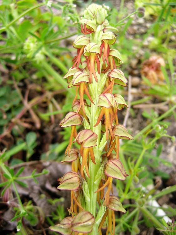 Homme pendu(Aceras anthropophorum)03 StPourçain (2).JPG