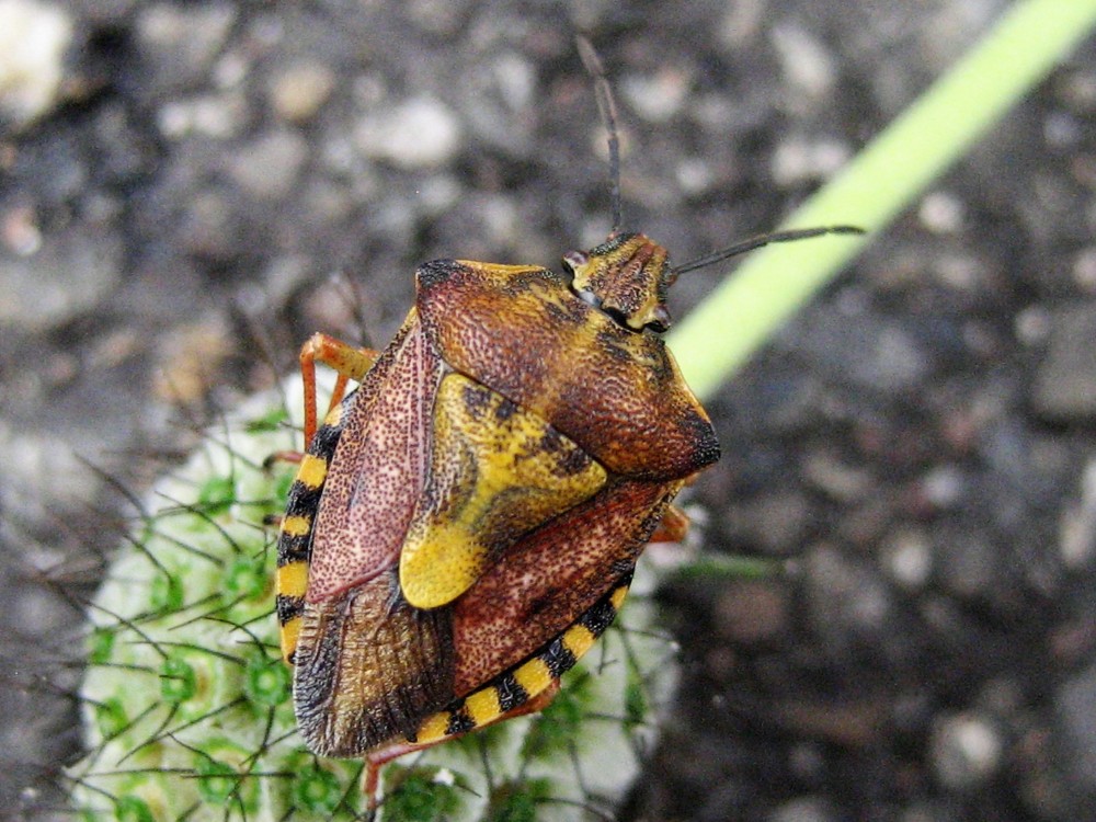 Carpocoris pudicus 40 Landes(2).JPG