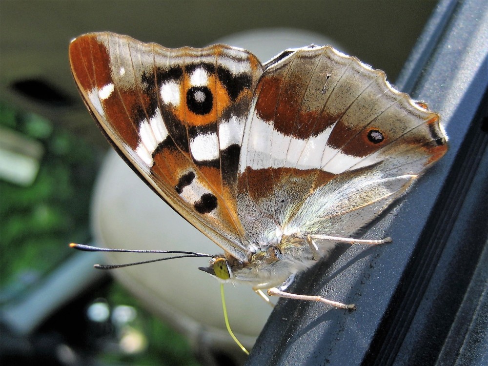 Le Grand Mars changeant(Aptura iris) Laubressel Aube (2).JPG