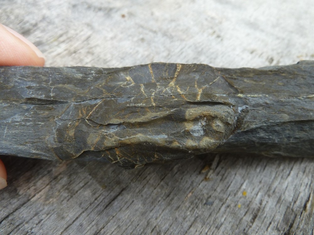 Curiosité 1 25-07-2021 (2).JPG