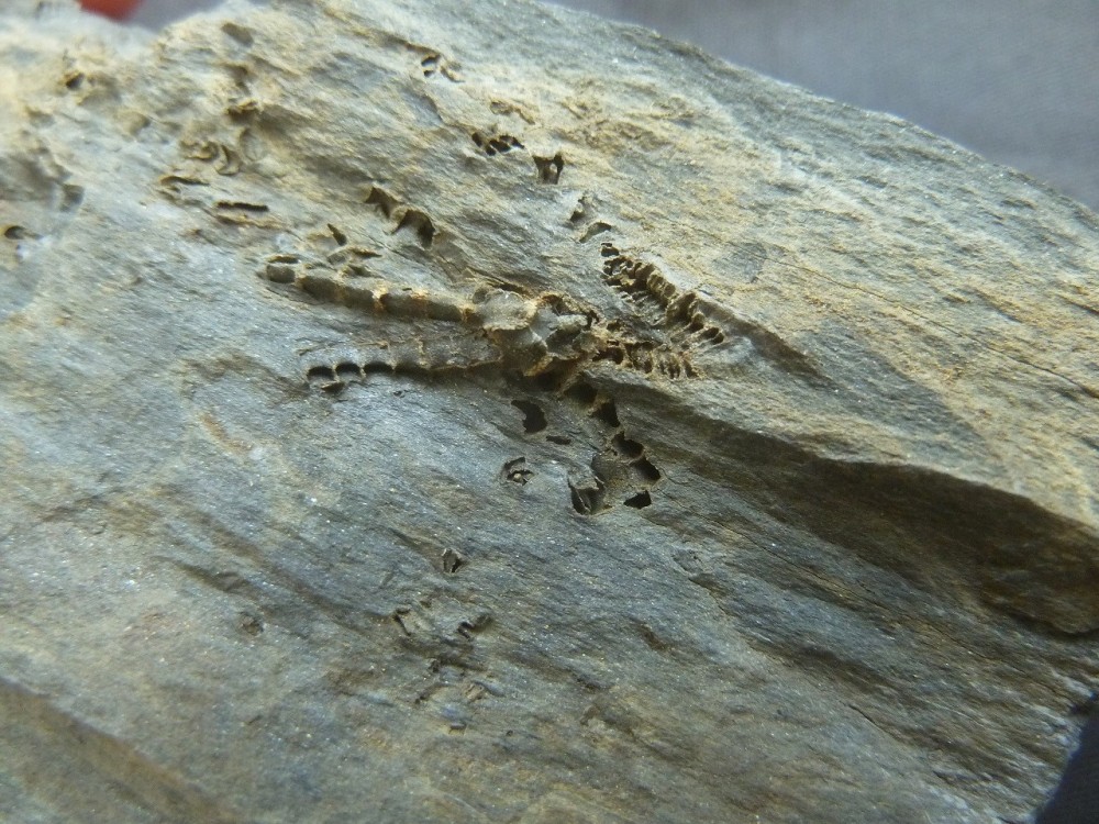 Curiosité 3 13-06-2021 (2).JPG