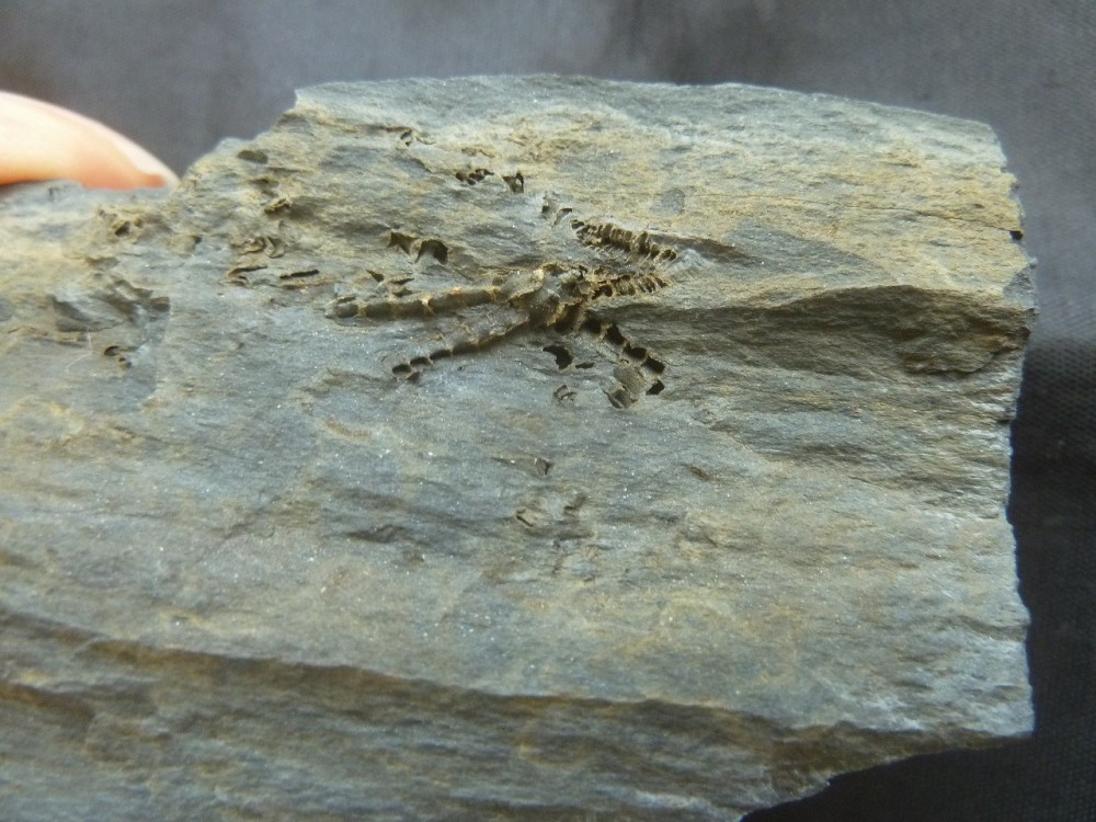 Curiosité 3 13-06-2021 (1).JPG