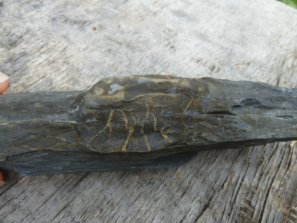 Curiosité 1 25-07-2021 (1).JPG