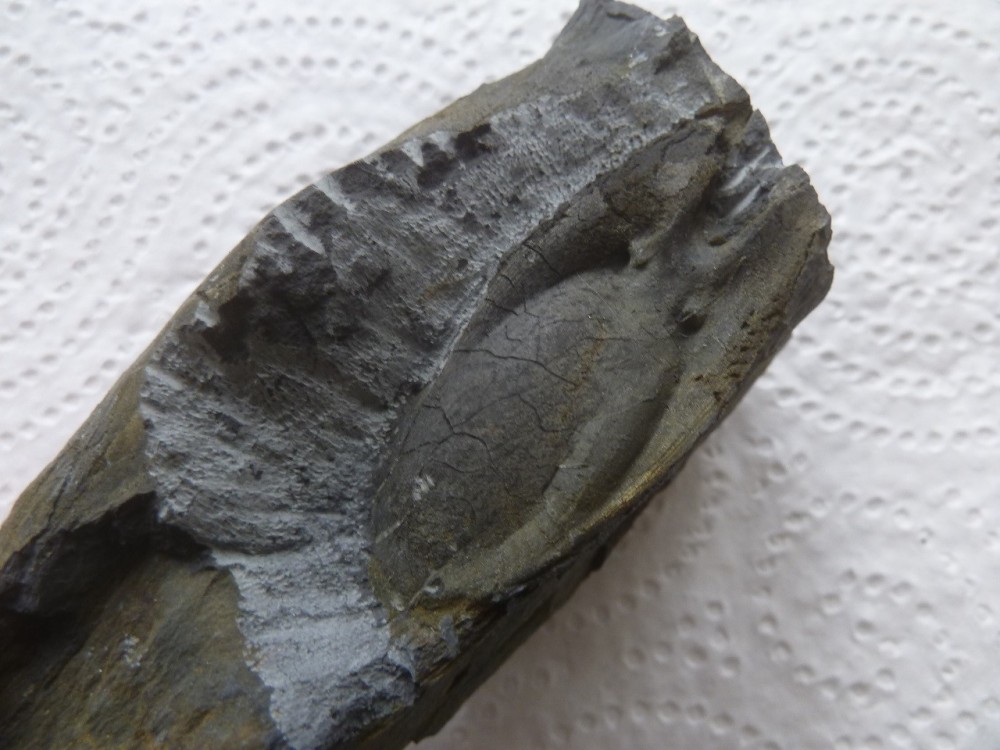 Curiosité 2 25-07-2021 (4).JPG