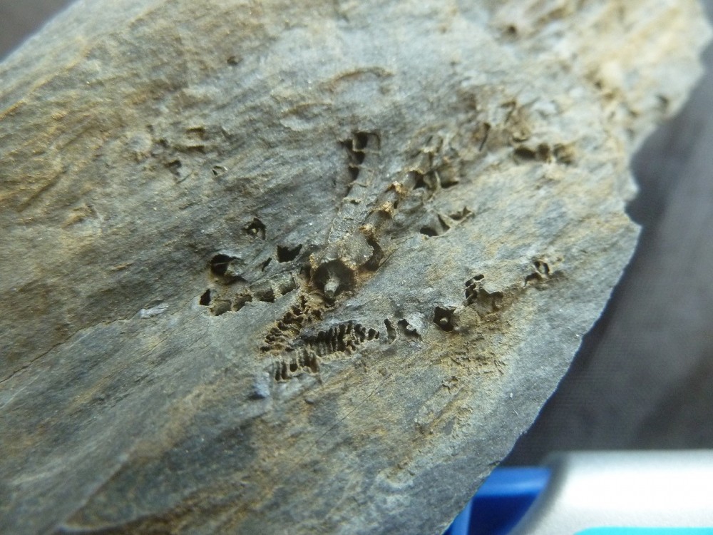 Curiosité 3 13-06-2021 (5).JPG