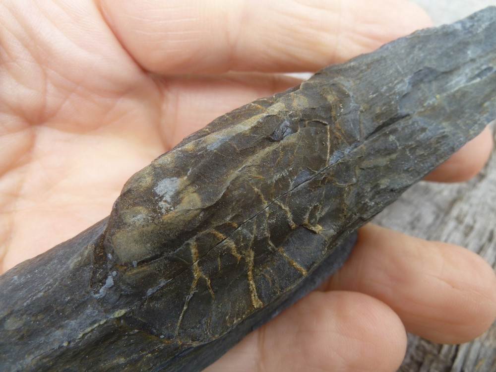 Curiosité 1 25-07-2021 (3).JPG