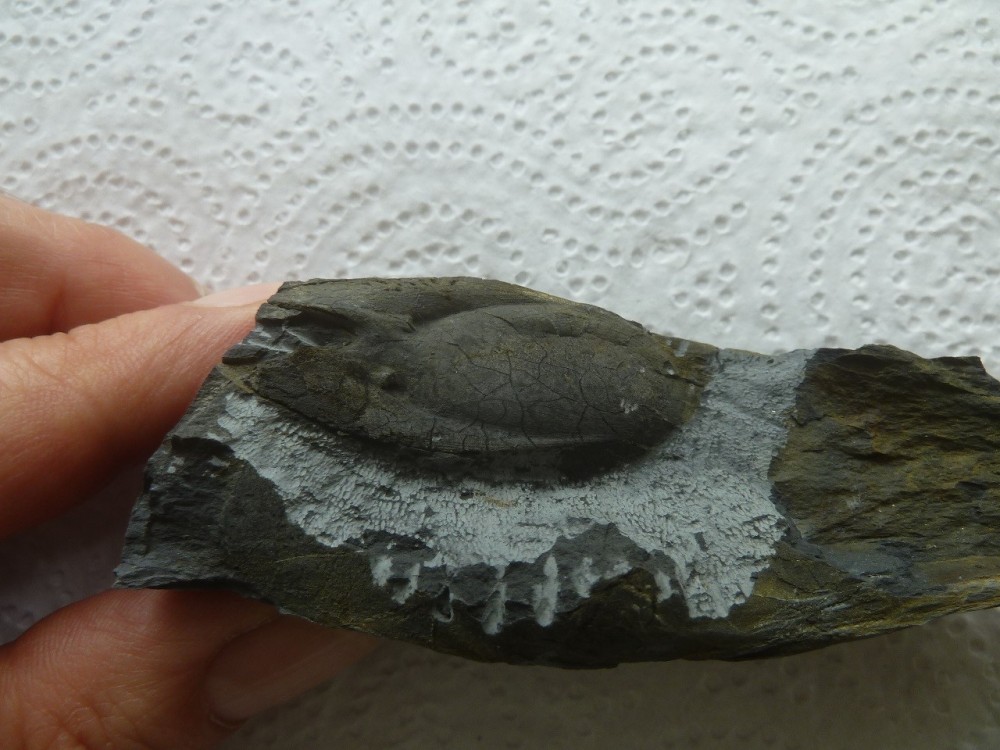 Curiosité 2 25-07-2021 (1).JPG