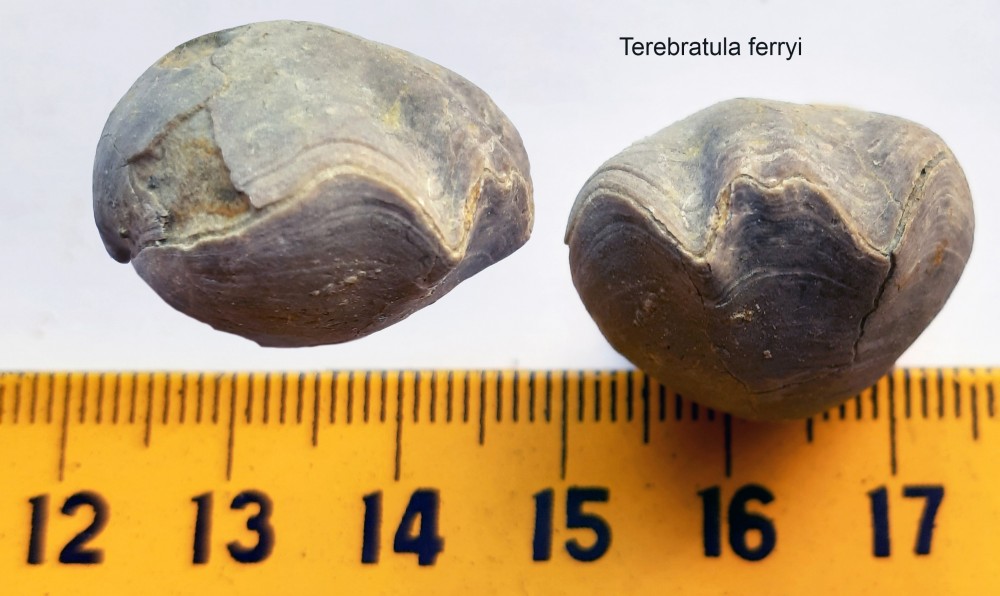 194438724_Terebratulaferryi.thumb.jpg.d3a363bd49c4028ec43fda110a238257.jpg