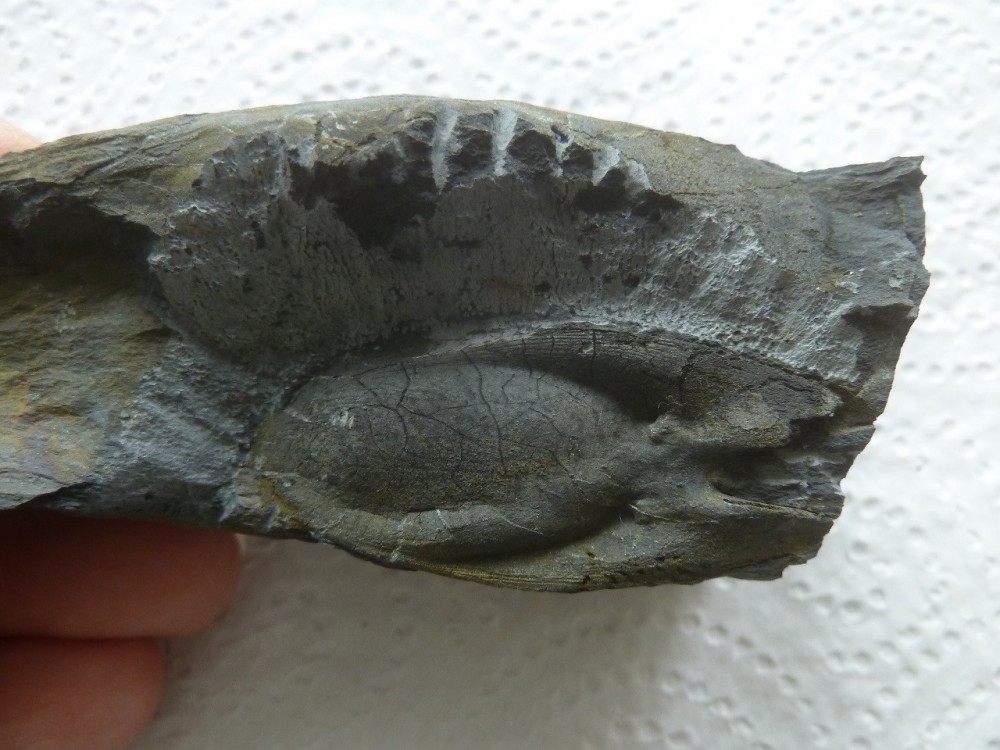 Curiosité 2 25-07-2021 (5).JPG