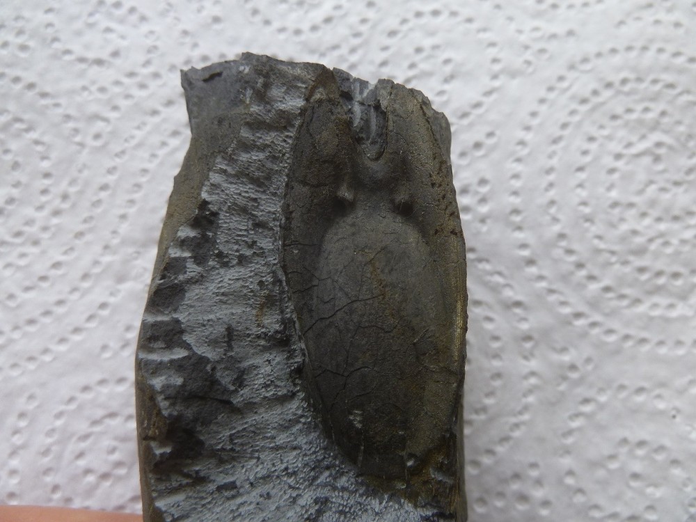 Curiosité 2 25-07-2021 (3).JPG