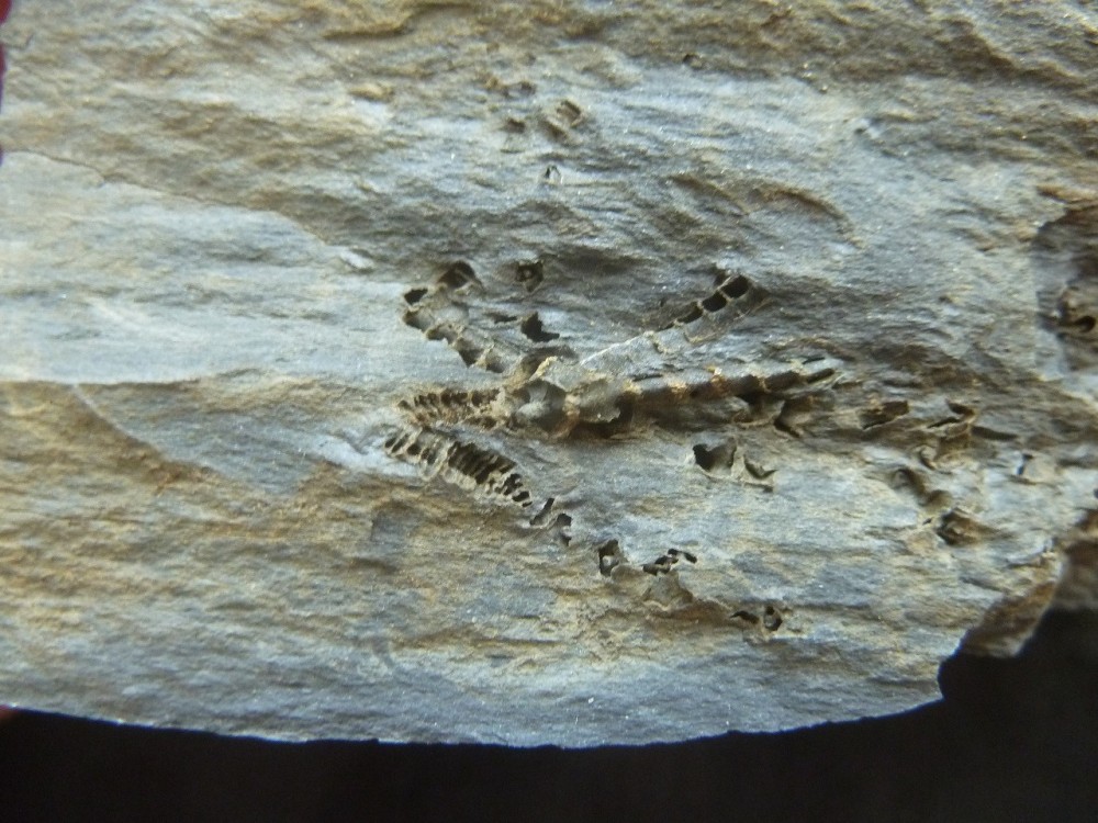 Curiosité 3 13-06-2021 (3).JPG