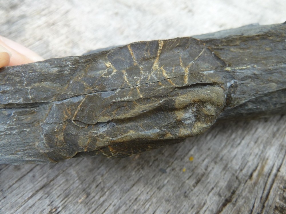 Curiosité 1 25-07-2021 (5).JPG