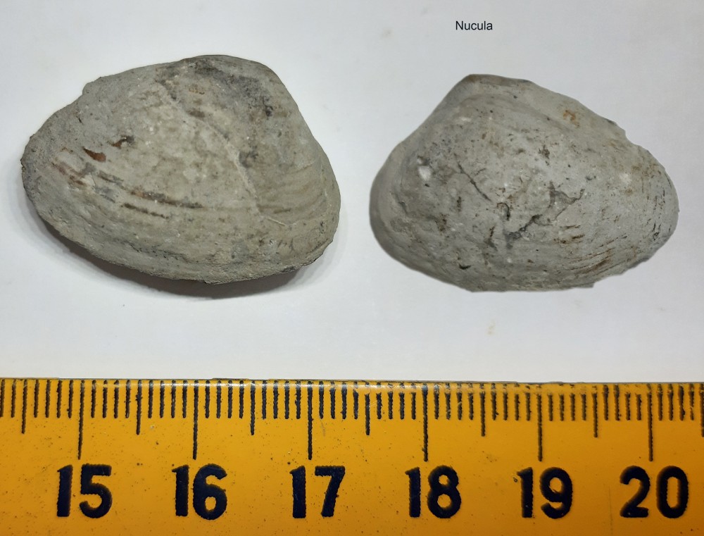 Nucula.thumb.jpg.ab42d0901608b9fe2fc44cfdc9f0d7bb.jpg